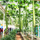 BELLFARM 15+ Long Loofah Organic Seeds, Original Pack, green towel gourd luffa organic vegetables BD039H
