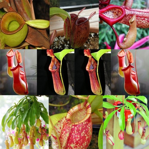 5 pcs Bonsai Nepenthes Seeds, Eat Mosquito Pitcher Plants, Interesting Succulent LT360