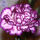 BELLFARM Carnation Giant Mixed Sweet Fragrant Flower Seeds, 200 seeds, professional pack, bi-color purple orange white black