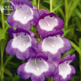BELLFARM Penstemon Beardtongues Semi-evergreen Perennials Flower Seeds, 100 seeds, professional pack, beautiful garden plants
