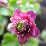 Rare Beautiful Mixed Garden Columbine Aquilegia Pink Bi-color Black White Purple Flowers, 50 Seeds, very beautiful E3690