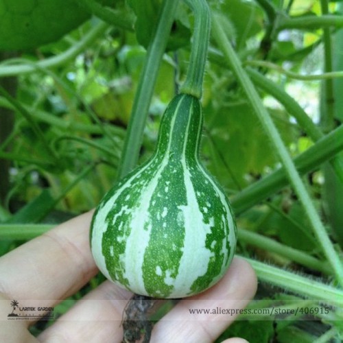 Heirloom Miniature Tennessee Dancing Spinner Gourd Cucurbita Pepo Seeds, Professional Pack, 10 Seeds / Pack, Very Interesting