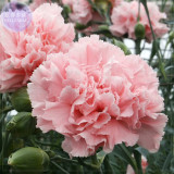BELLFARM Carnation Giant Mixed Sweet Fragrant Flower Seeds, 200 seeds, professional pack, bi-color purple orange white black