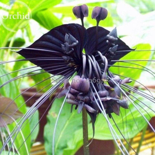 Rare 'Cat Face Beard' Black Orchid Perennial Flowers, 10 seeds, attractive light up garden E3595