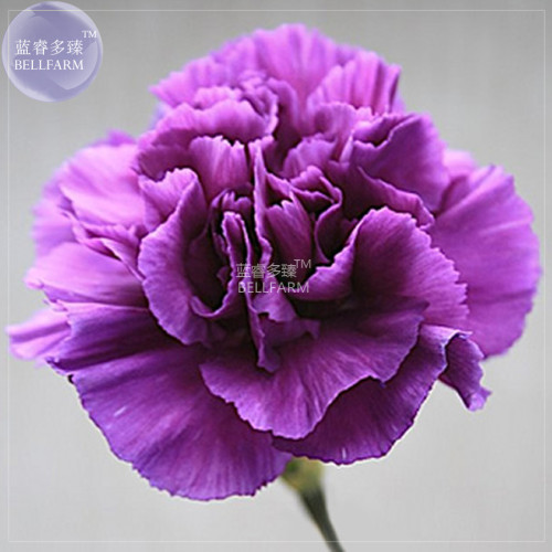 BELLFARM Carnation Giant Mixed Sweet Fragrant Flower Seeds, 200 seeds, professional pack, bi-color purple orange white black
