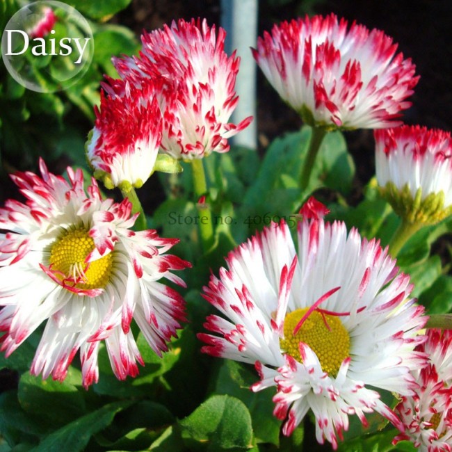Bellis Perennis White Red Daisy Annual Flowers, 50 seeds, english  monstrosa flowers E3763