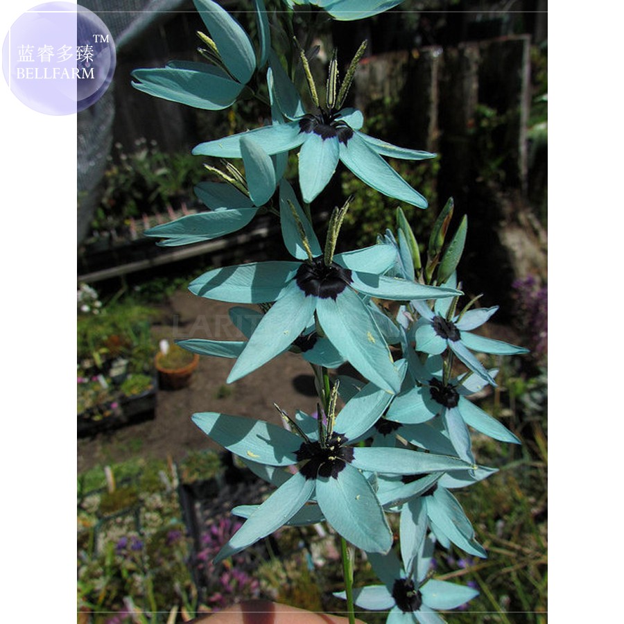 P.J. Redoute Ixia viridiflora 額装品 f67c6c1cd5c152ef.jpg?x-oss-