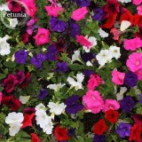 Mixed 8 Types of Garden Bonsai Trailing Petunia Flower Dwaft Calibrachoa, 100 seeds, light up your garden E3791