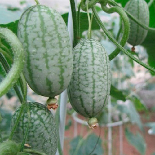 1 Professional Pack, 2 seeds / pack, Mexico Miniature Watermelon Seeds Thumb-sized Water Melon New Rare Seeds #NF405