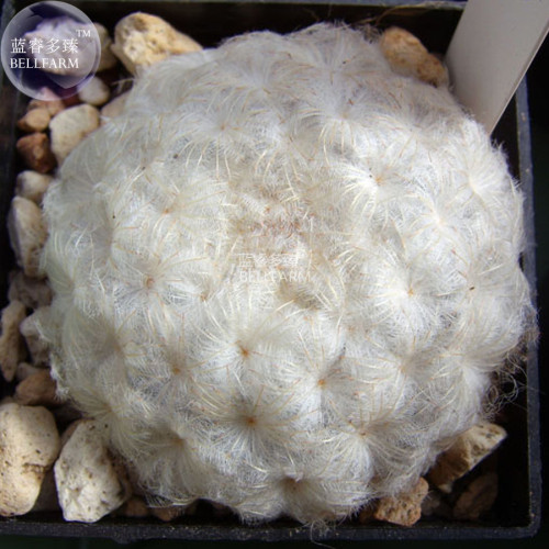 BELLFARM Mammillaria Plumosa Feather Cactus Seeds, 10 seeds, professional pack, ornamental bonsai succulent