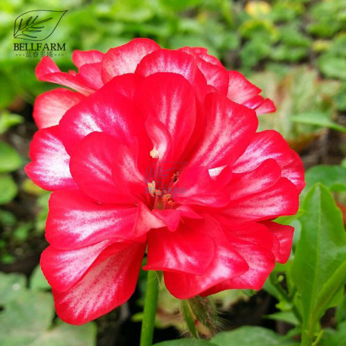 BELLFARM Geranium Rose Red Double Petals with White Stripes Bonsai Perennial Flowers Seeds 10pcs Heirloom Garden Pelargonium