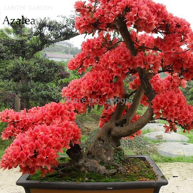 US$ 0.72 - Fresh Rose Red Zalea Rhododendron, 50 Seeds, home garden bonsai  flowers plant E3906 - www.deargogo.com