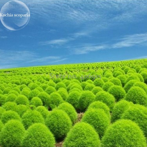 Kochia Scoparia Burning Bush Grass Green Red Mixed, 200 seeds, ornamental shrub grass E3918