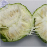 BELLFARM Heirloom Luo Han Guo Siraitia Grosvenorii Fresh Seeds, 30 seeds, Chinese herbs fruits healthy garden plant easy to grow