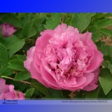 Heirloom 'Hong Hui' Red Peony Shrub Perennial Flower Seeds, Professional Pack, 5 Seeds / Pack, Strong Fragrant Flower E3257