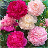 BELLFARM Peony Mixed 6 Types Shrub Flower Seeds, 6 seeds, professional pack, home garden big blooms flowers BD175H