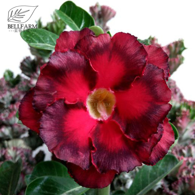 BELLFARM 'Duet' Adenium Desert Rose Bonsai Seeds, 2pcs, 2-layer petals red dark red petals desert rose for garden TS326T