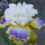 BELLFARM Iris Sibirica Mixed 9 Colors Perennial Flower Seeds, 20 seeds, black purple blue yellow white yellow colorful