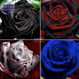 BELLFARM Rose Black Dark Red Blood White Red Blue Mixed Perennial Climbing Flower Seeds, 50 seeds, professional pack, 100% real
