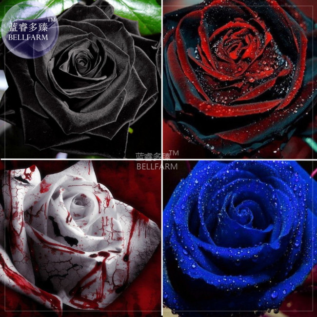 BELLFARM Rose Black Dark Red Blood White Red Blue Mixed Perennial Climbing Flower Seeds, 50 seeds, professional pack, 100% real