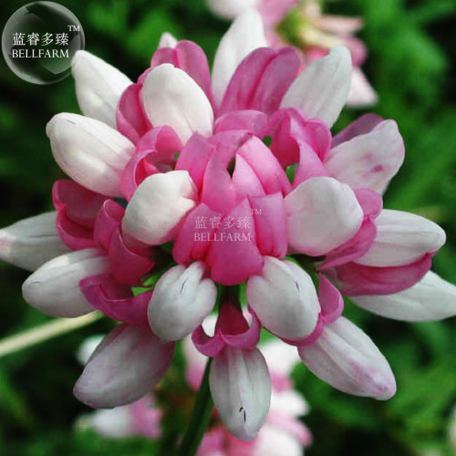 BELLFARM Coronilla Varia Heirloom Bonsai Flowers, 50seeds, long lasting blooming flowers crown vetch for home garden
