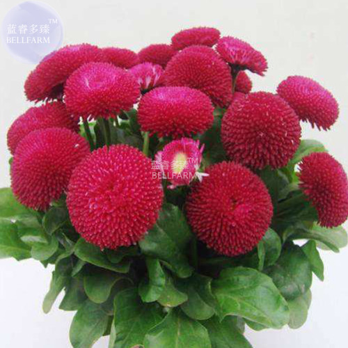 BELLFARM English Daisy Mixed Bellis Perennis Perennial Bonsai Chrysanthemum Flower Seeds, 50 seeds, nice flower for home garden