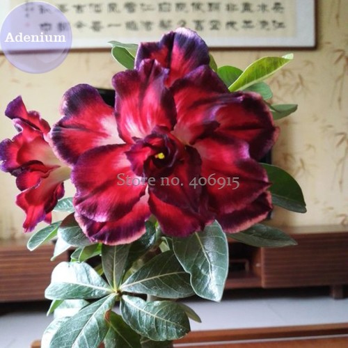 BELLFARM Tri-color Double Adenium, 2 Seeds, black outer petal red middle part with white inner centre on one petal double petals