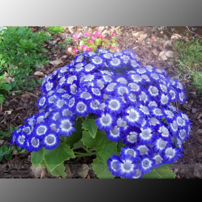 Blue Daisy White Heart, Professional Pack, 200 Seeds / Pack, Very Beautiful Garden Flowers #LG00026