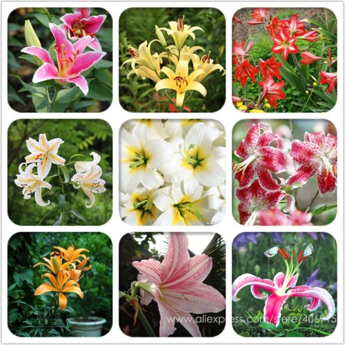 Heirloom Lilium Lily Flower Fragrant Perennial Flower Cheap Optimized 50 Seeds E3455
