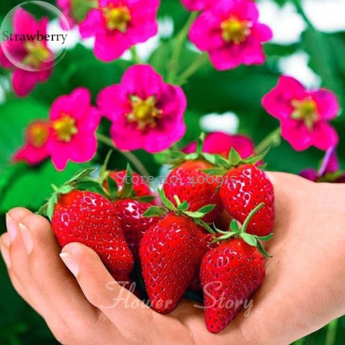 Rare Toscana F1 Fleurostar Strawberry, 100 Seeds, large deep rose cone shaped fruit flowers  E3656