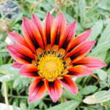 BELLFARM Gazania Fire Red Petals Black Stripe Color Centre Perennial Flower Seeds, 30 seeds, 2-layer big blooms treasure flowers