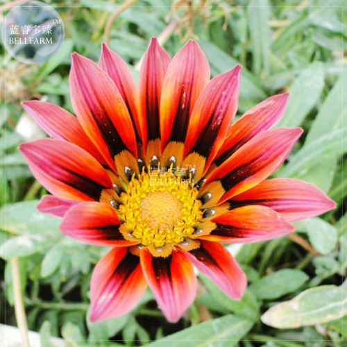 BELLFARM Gazania Fire Red Petals Black Stripe Color Centre Perennial Flower Seeds, 30 seeds, 2-layer big blooms treasure flowers