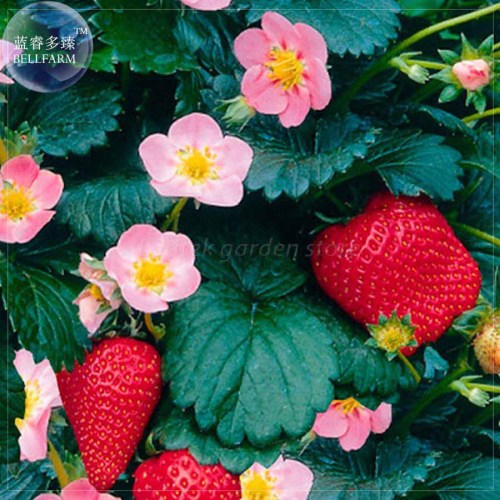 BELLFARM Strawberry Heirloom Imported Seeds, 100 seeds, tasty organic / hybrid sweet fruits E4198