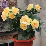 BELLFARM Golden Wavy Petals with Light Pink Edge Desert Rose Flower Seeds, 2 seeds, professional pack, 3-layer bonsai adenium