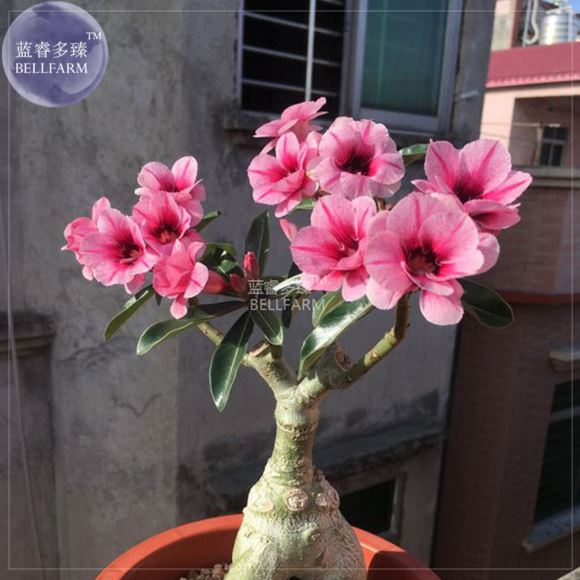 BELLFARM Adenium Pink Petals Red Stripe Dark Red Centre Flower Seeds, 2 seeds, 4-layer desert rose home garden bonsai