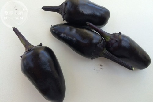 Hot Chilli Pepper - Black Olive Seeds, professional pack, 20 Seeds, heirloom organic ornamental vegetables TS303T
