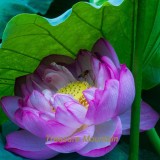 1 Professional Pack, 1 seeds / pack, 'Bathing Beauty' Pink Lotus Flower Water Lily Flower Aquatic Plants DIY #NF210