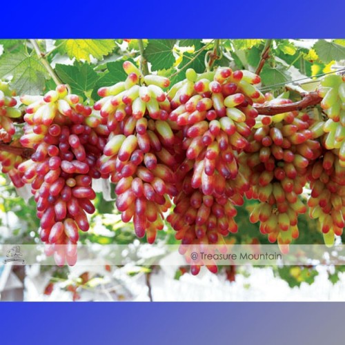 1 Professional Pack, 100 seeds / pack, Manicure Finger Grape Seed Garden Plant Seedling #NF472