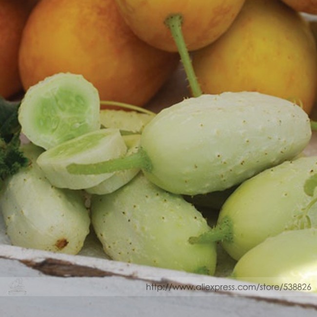 Practical NEW Seeds Cucumber Bilyy Anhel-White Angel Organic Vegetable Seeds, Professional Pack, 20 Seeds / Pack #NF938