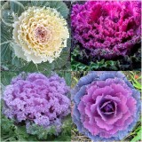 Brassica Oleracea Heirloom Mixed Ornamental Kale, 30 Seeds, Flowering Cabbage Non-Gmo White Red Purple Colors TS249T