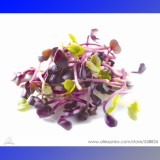 Heirloom Sango Purple Radish Sprouting Vegetable Seeds, Professional Pack, 150 Seeds / Pack, The Best Microgreen Indoor #NF761