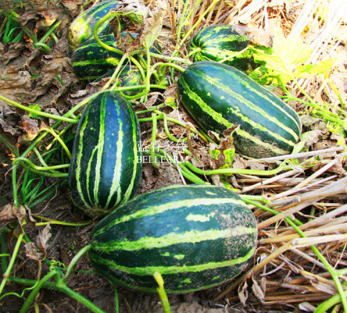 BELLFARM Sweet Melon Orange Inside Green Skin Organic Fruit Seeds, 70 seeds, early-maturing 13% sugar contained vegetables