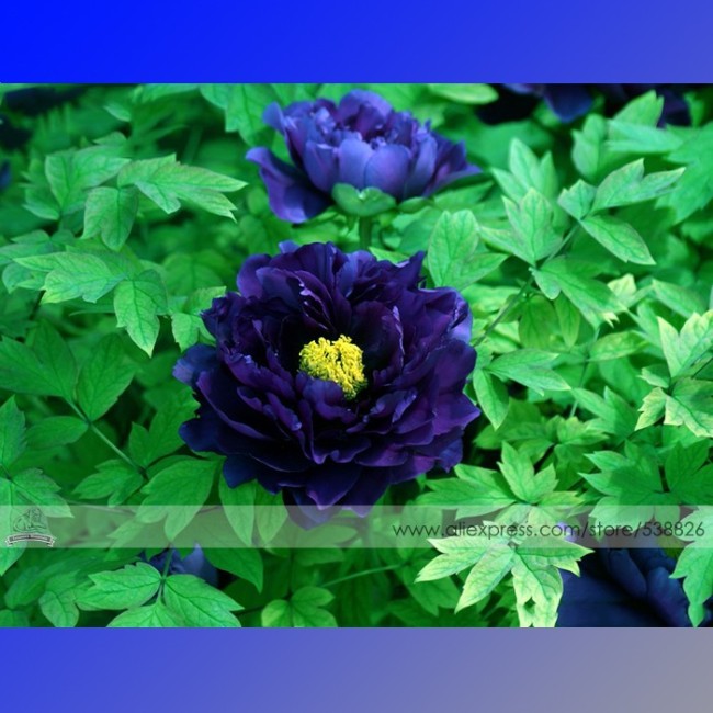 1 Professional Pack, 5 Seeds / Pack, Dark Blue Tree Peony Flower Seeds Rere Plants #NF522