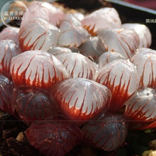 BELLFARM Haworthia obtusa Hybrid Red Transparent Bonsai Succulent Seeds 5pcs Big Bonsai Garden a must for loving succulent