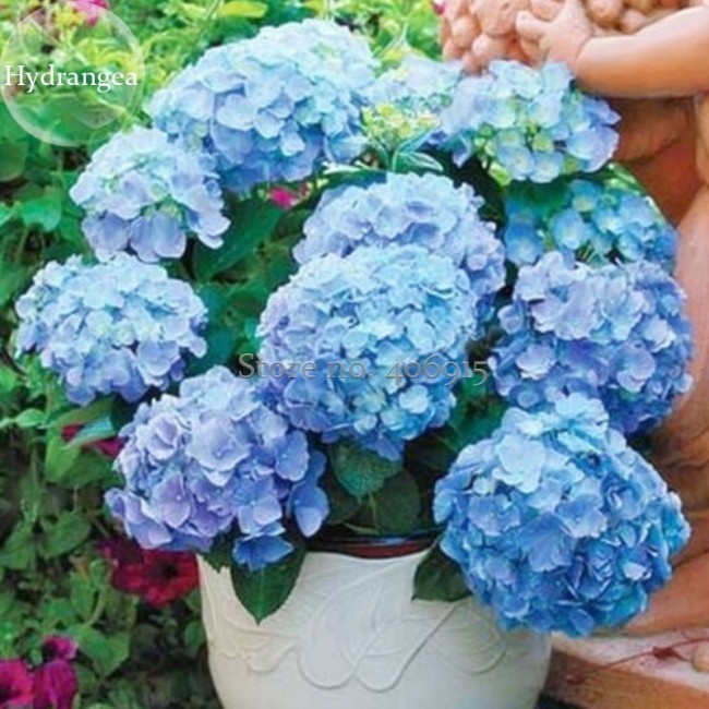 Rare Blue Bonsai Hydrangea Flower Perennial Plant, 15 Seeds, strong interest beautiful hydrangea hortensia light up your garden
