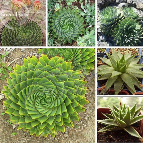 Spiral Aloe Mixed Seeds, 2 seeds, excellent houseplants garden succulent rare plant E3891