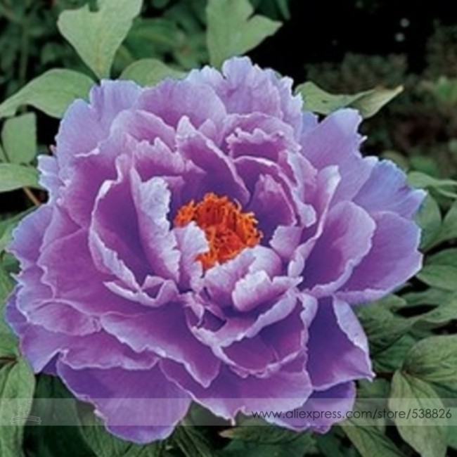 Rare Heirloom Huge Purple Ruffled Satin-like Tree Peony Flower Seeds, Professional Pack, 5 Seeds / Pack, Hardy Plant #NF717