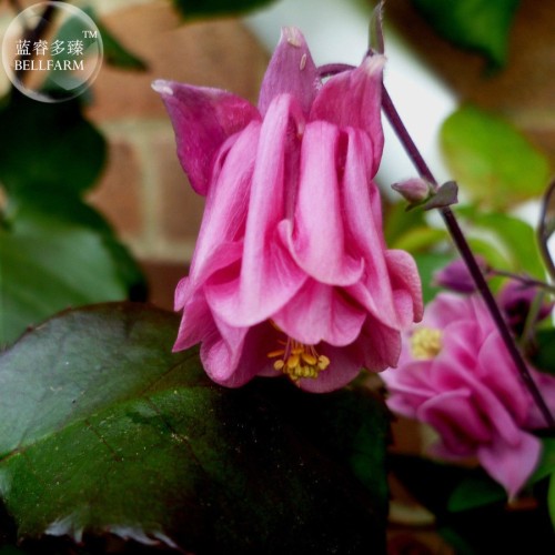Burnished Rose Pink Aquilegia Columbine seeds, professional pack, 50 Seeds TS300T