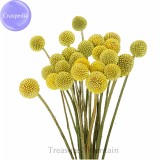 Craspedia Billy Balls Yellow Flower, 10 Seeds, golden ball cut flowers TS242T