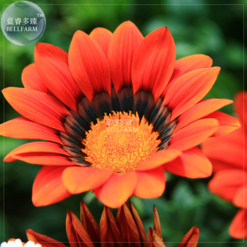 BELLFARM Treasure Flowers Gazania Ornamental Flower Mixed Seeds, 30 seeds, half-hardy hybrid home garden plants